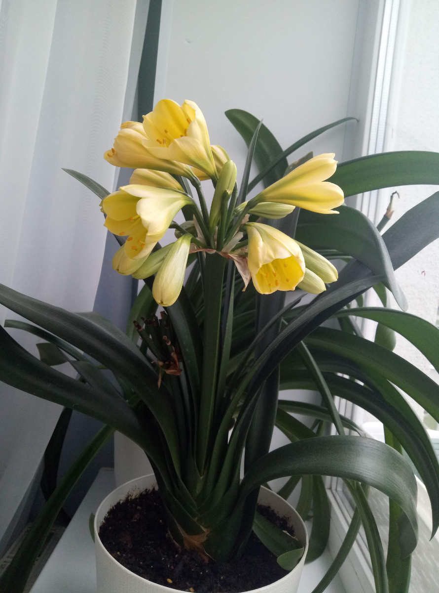 Моя Кливия Citrina