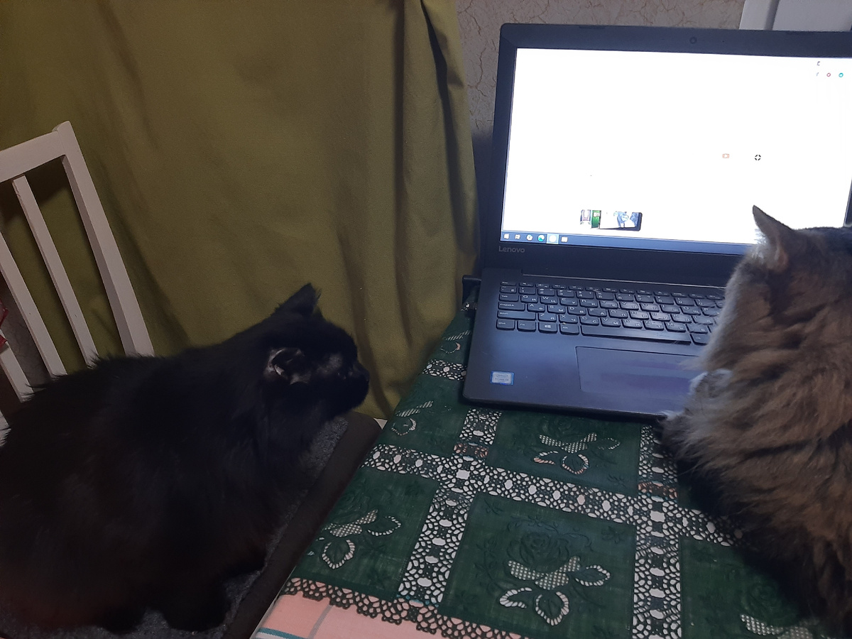 Фото автора. Два моих кота давно считают столик на кухне СВОИМ