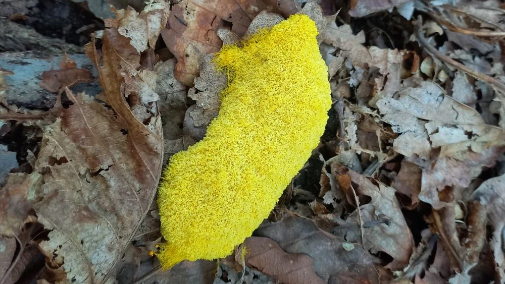 Ирина Павленко. Фулиго гнилостный. Фото прислано на конкурс "Кунсткамера -2025"

