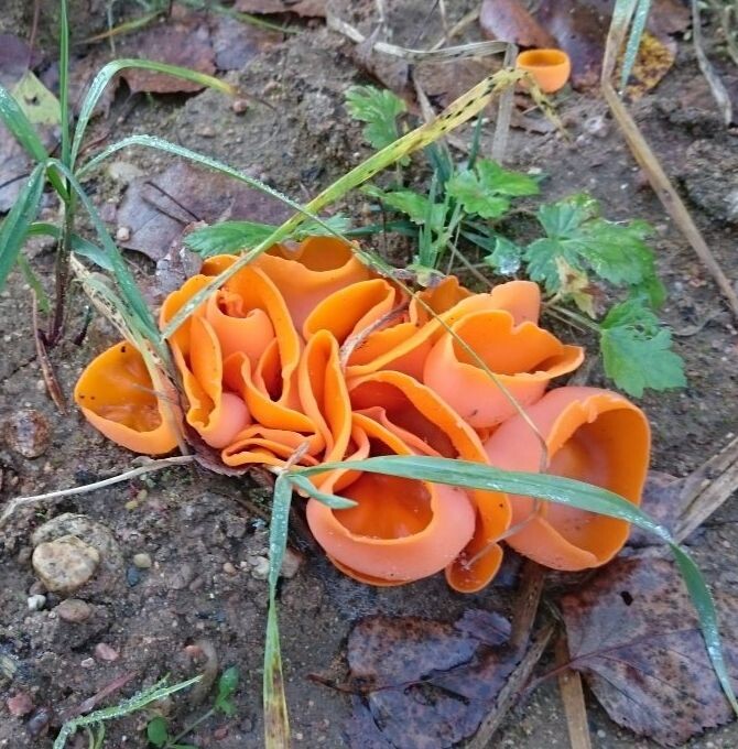 Пецица оранжевая 