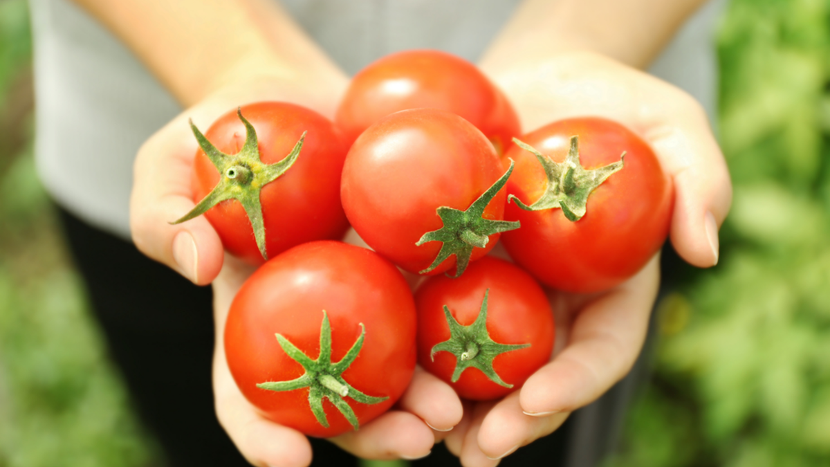 Действительность в сравнении с заверениями изготовителей - обычная ситуация при высадке больших сортов