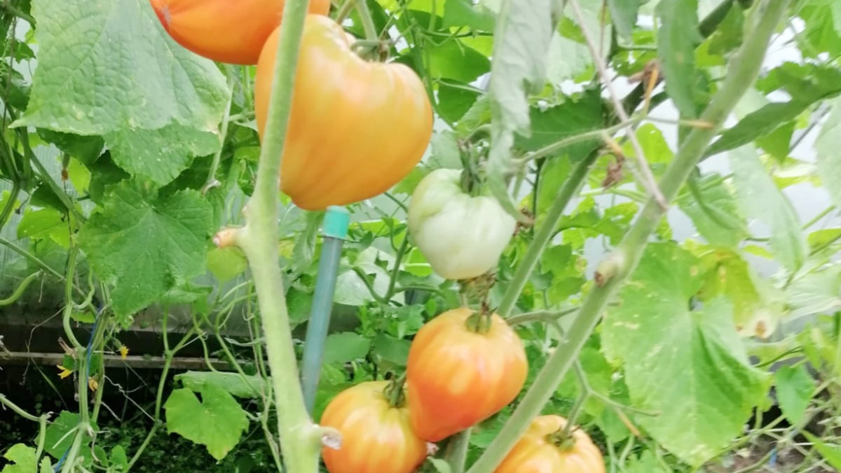 Контроль температуры почвы - ключевой фактор для получения крупных плодов