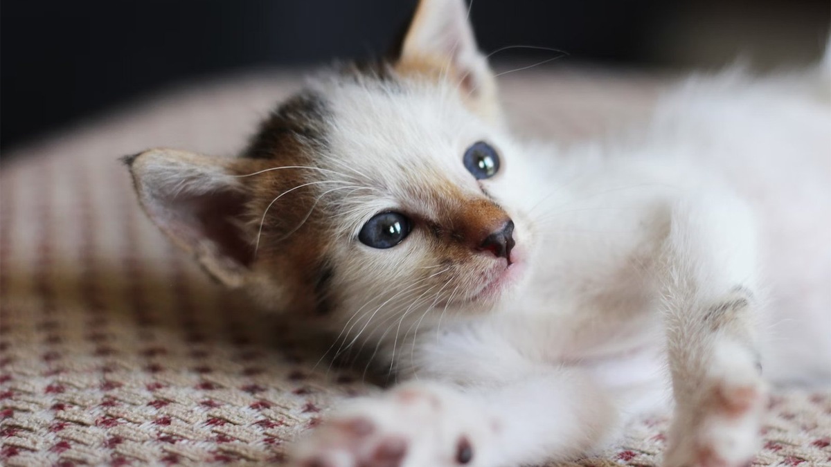    Котенок, похожий на спасенного из подвала