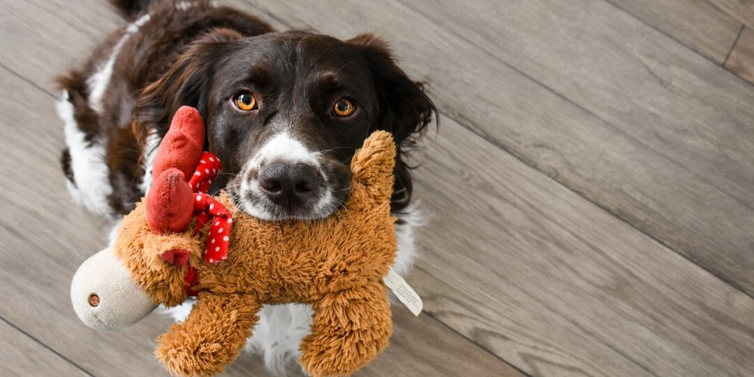 «Я несу тебе самое ценное»: почему собака встречает вас с игрушкой в зубах
