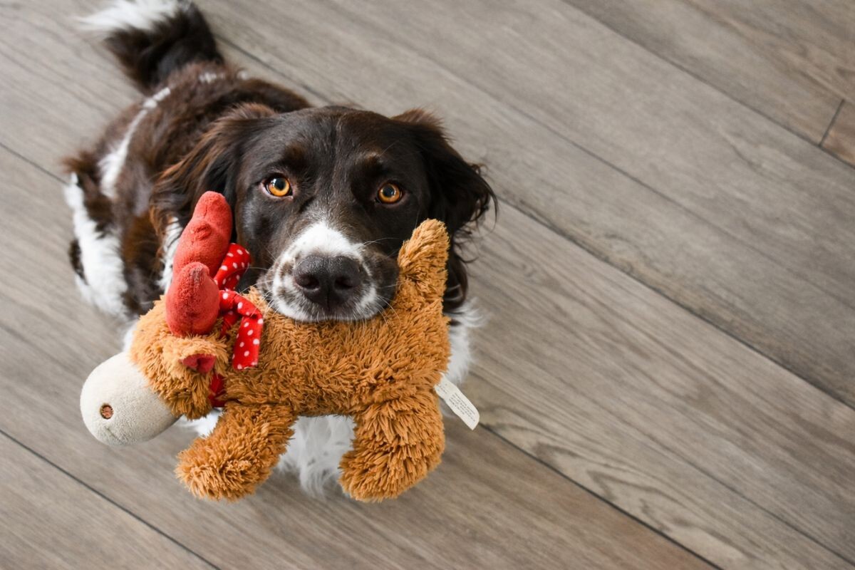 Собака встречает хозяина с игрушкой