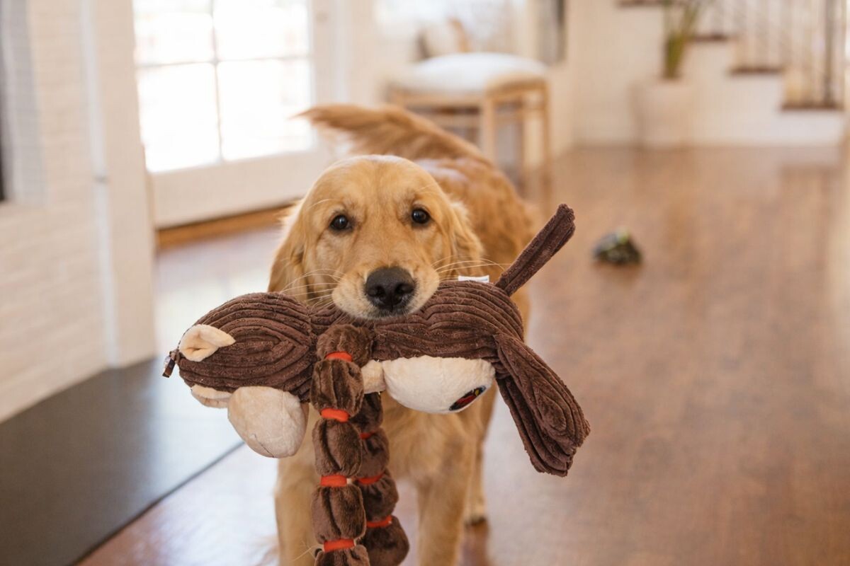 Почему собака приносит хозяину игрушку 