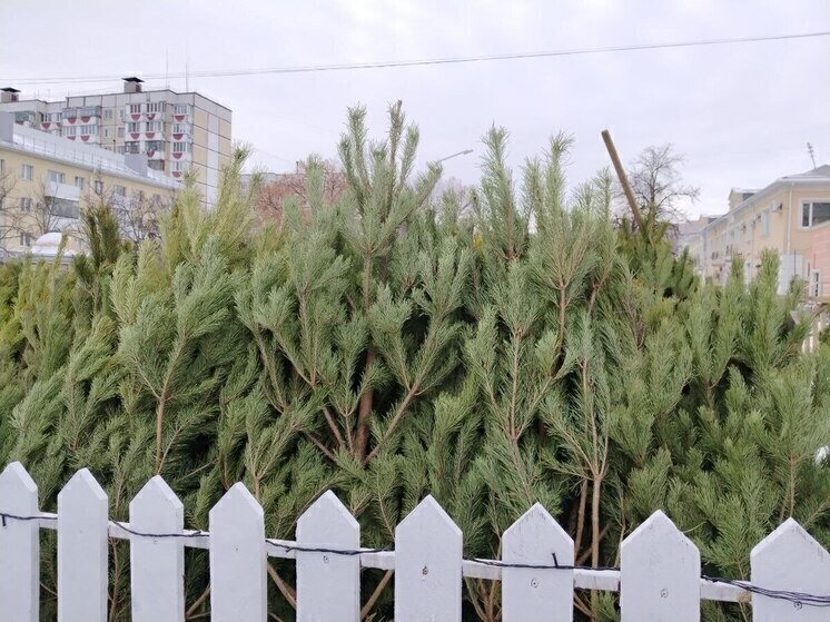     Где купить новогоднюю елку в Белгородском округе: подробный список адресов, фото: МК в Белгороде (архив)