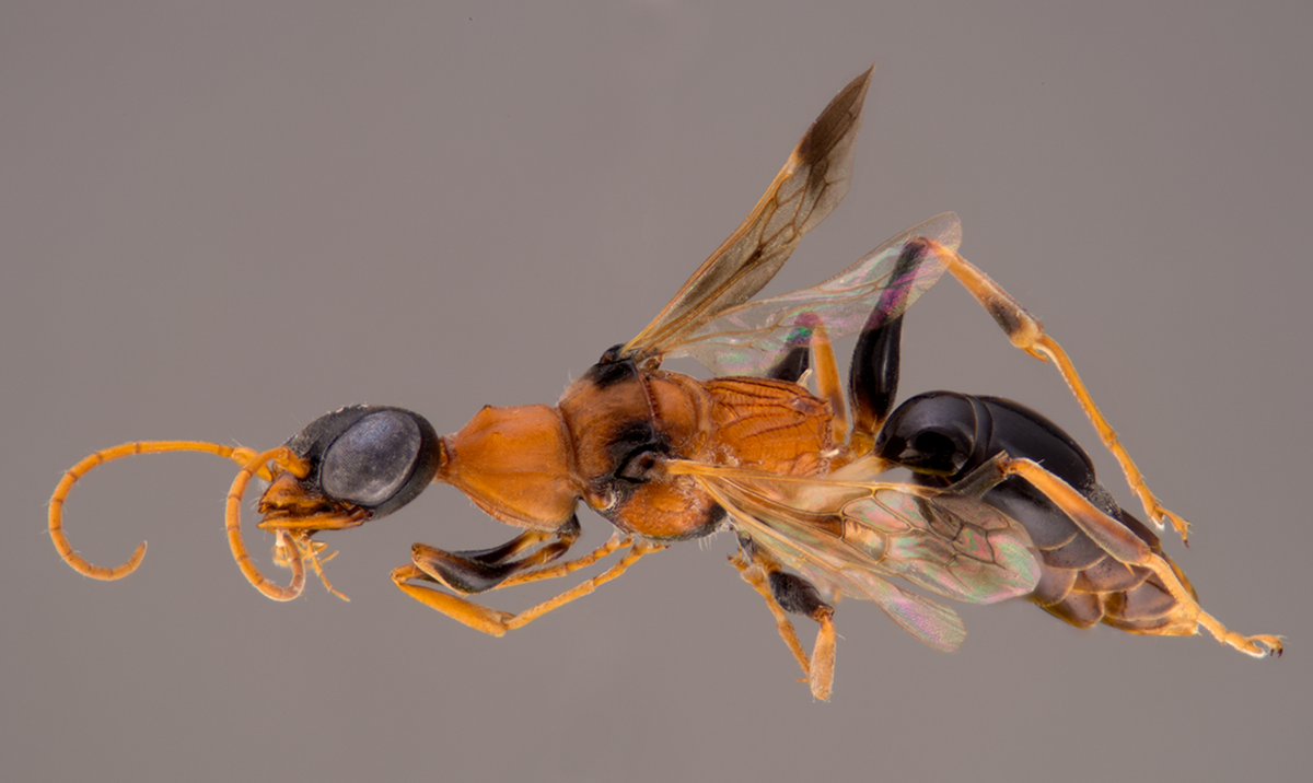 Bernard Schurian. Ohl M, Lohrmann V, Breitkreuz L, Kirschey L, Krause S (2014) The Soul-Sucking Wasp by Popular Acclaim – Museum Visitor Participation in Biodiversity Discovery and Taxonomy. PLoS ONE 9(4): e95068. doi:10.1371/journal.pone.0095068, CC BY 4.0, https://commons.wikimedia.org/w/index.php?curid=32650767 