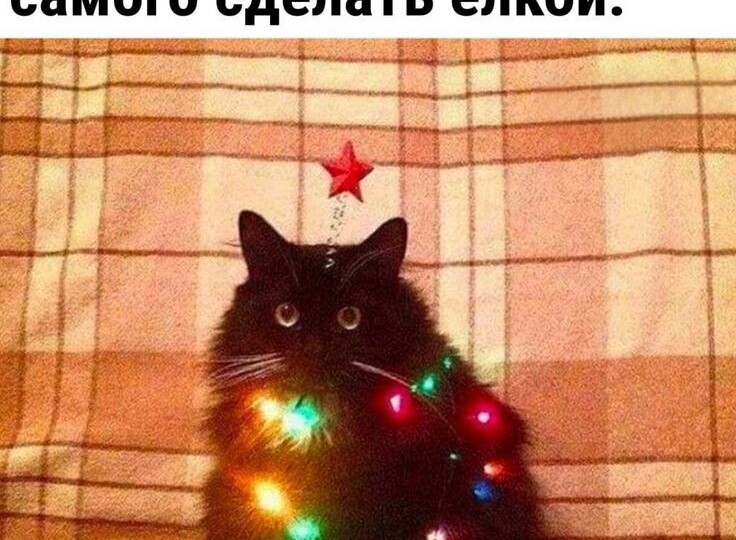Новогодние мемы с котиками,порция позитива от хвостатых-усатых