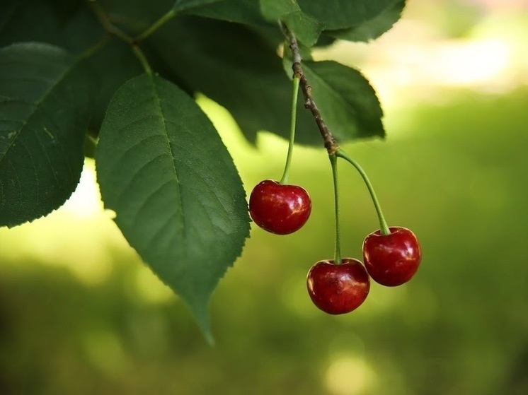     © Фото: ИД «Волгоградская правда» / архив.