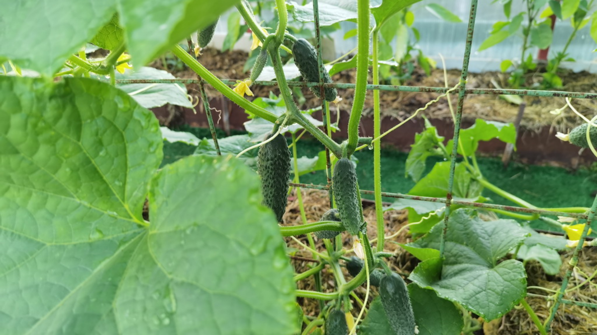 Результат применения схемы "2 через 1" - плети огурцов достигли 4-метровой длины