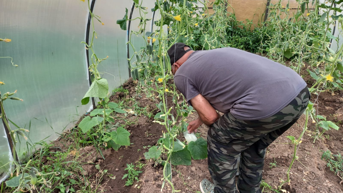 Подкормка огурцов