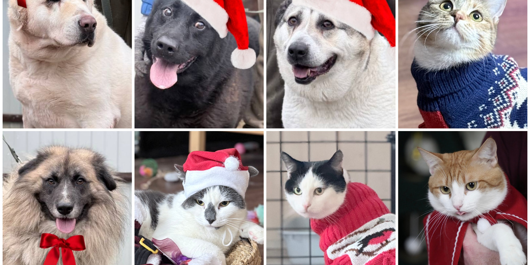 Новый год близко, животные - сироты ждут подарков, но закончился даже корм