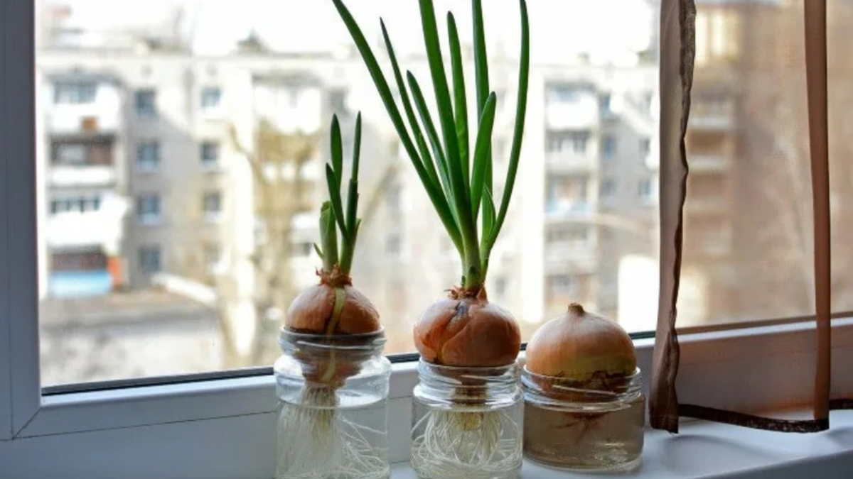 Выращиваю зеленый лук зимой уже давно