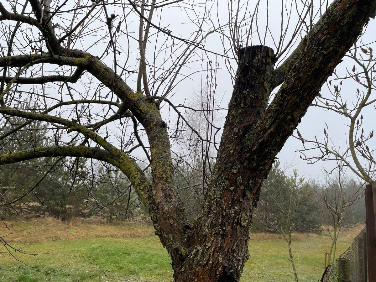 Пострадавшая яблоня. Фото автора 