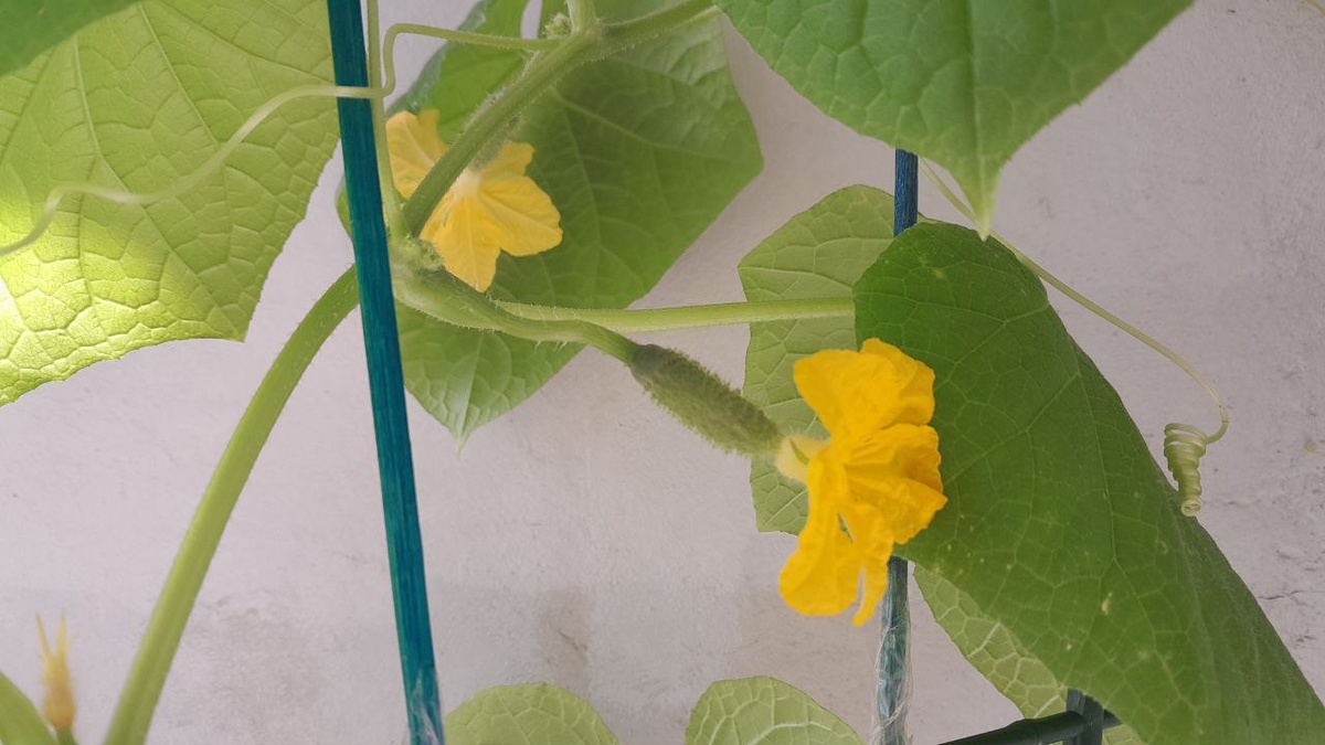 Подает надежды