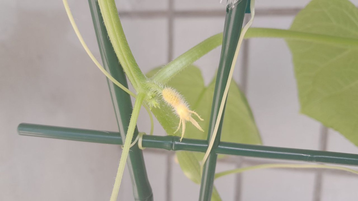 завязи желтели и засыхали