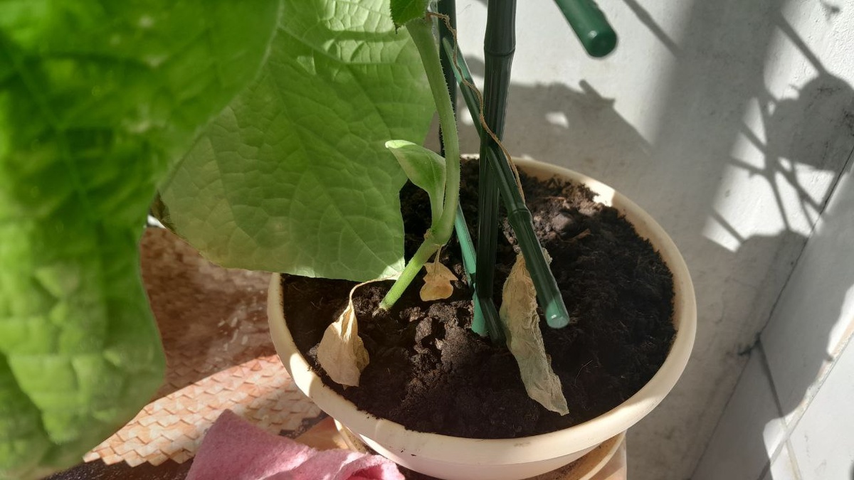 листья тоже