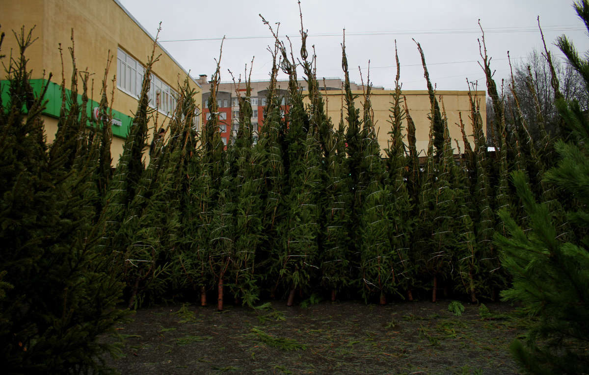 Мария Владыко/ТАСС
