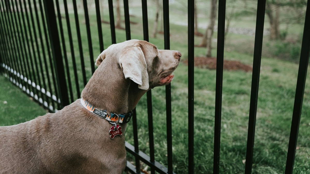    В Калуге открылась вторая зона выгула для собак