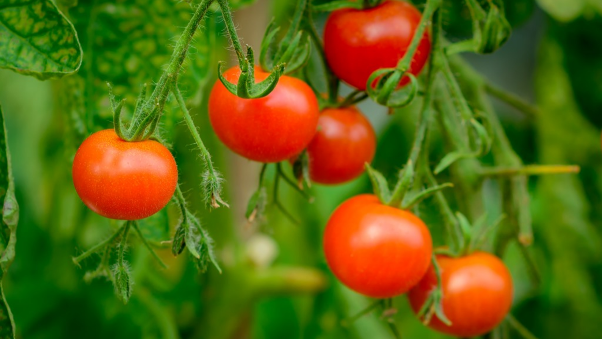 Обещали плоды весом 300 грамм, выросли по 150