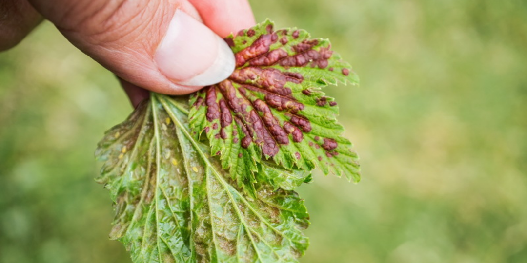 Опрыскиваю черную смородину по схеме против 7 проблем. Тля не выживает
