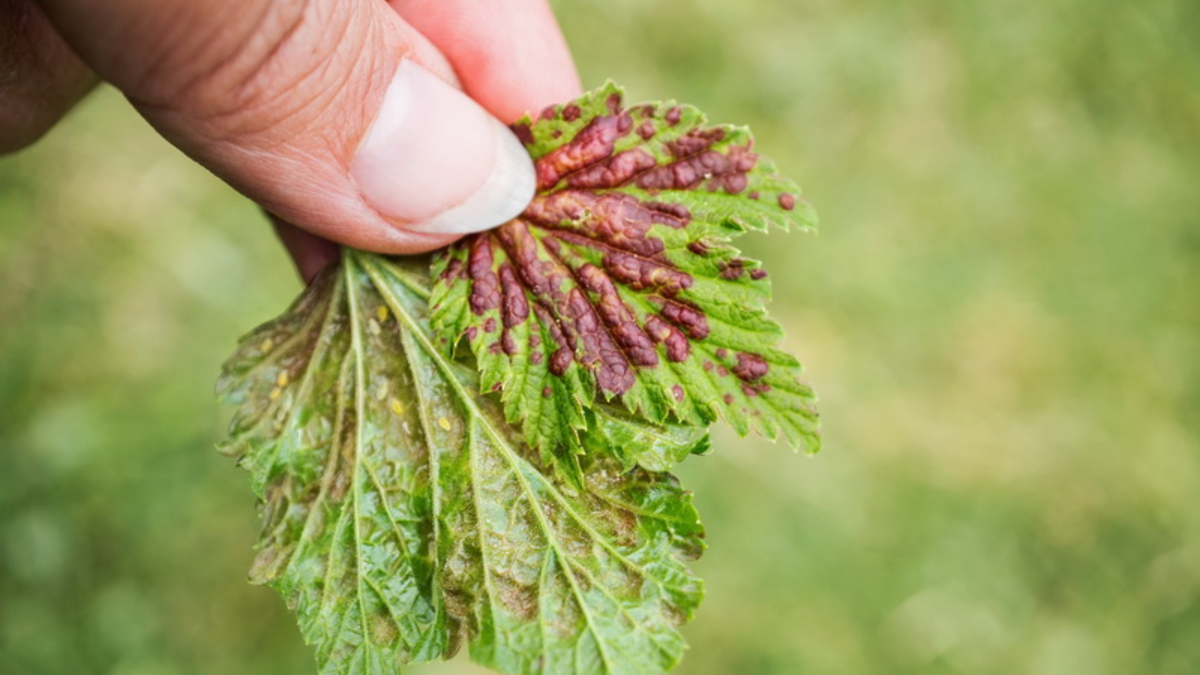 Так выглядели мои кусты до применения системной защиты