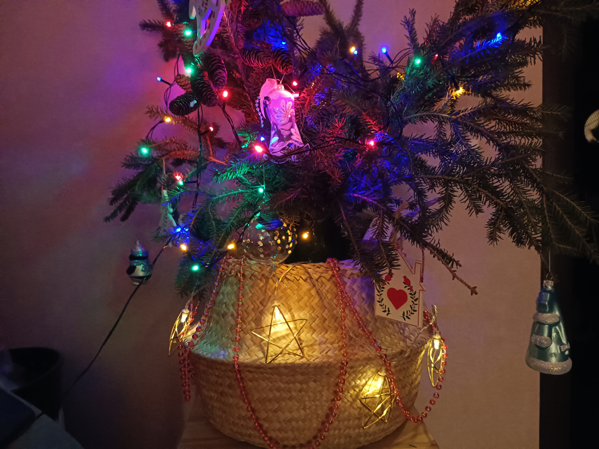 Фото автора. Веточки ели