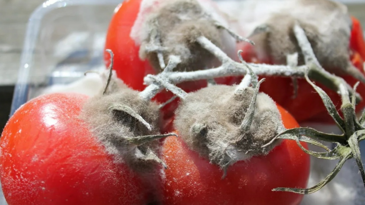 Результат обработок разрекламированными препаратами - урожай под угрозой