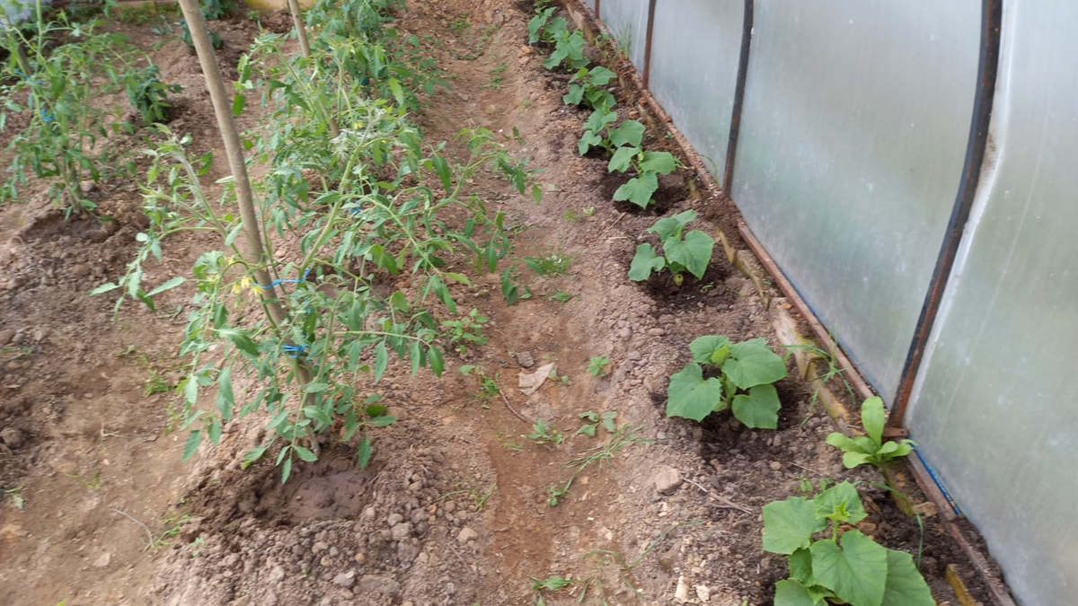 Каждое растение получило номер и свой препарат для чистоты эксперимента