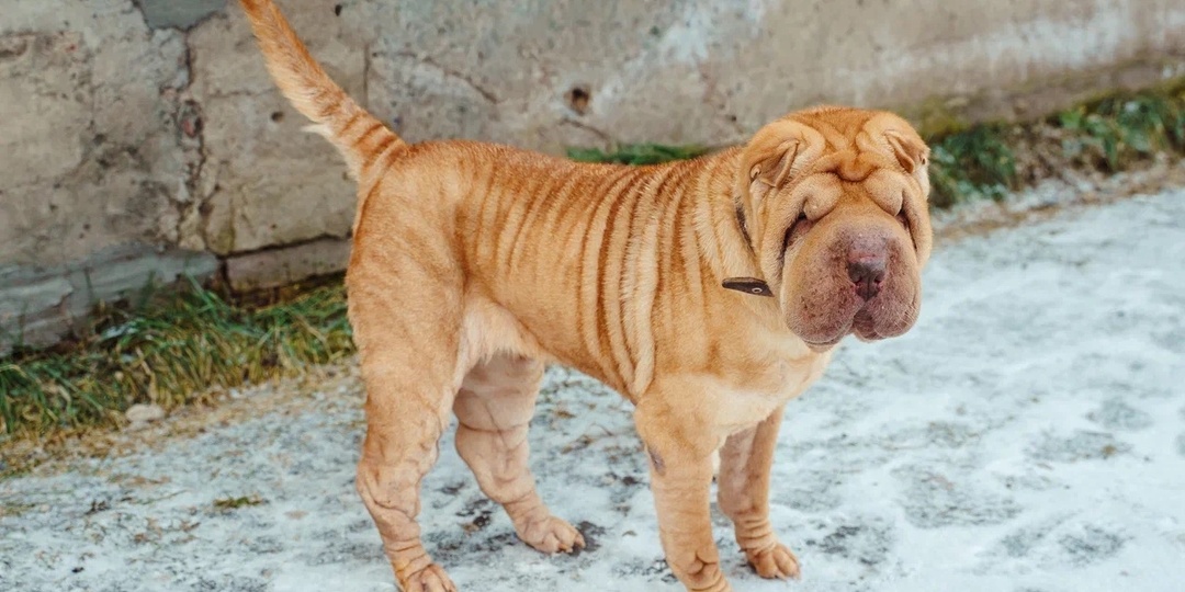 От боли на трассе до бархатной красоты! Чудесное преображение Шакуры.