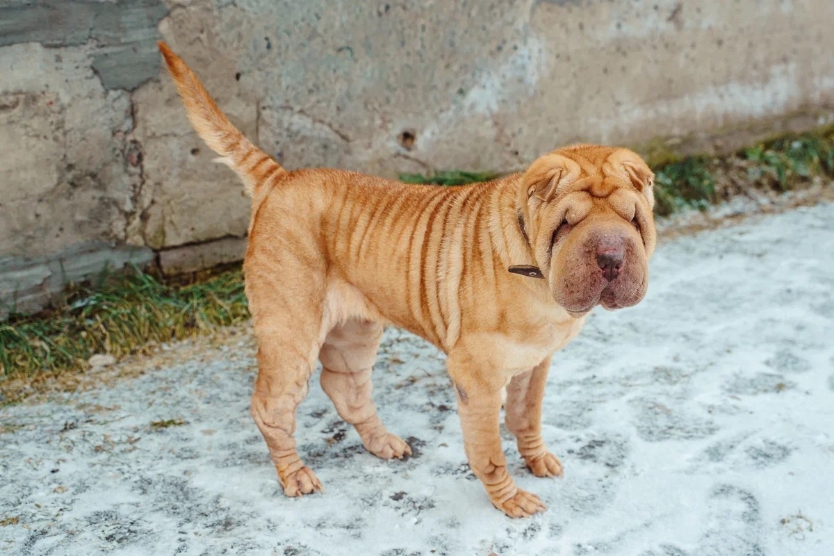 Каждая знаменитая шарпейская складочка на её теле была источником мучений, а не умиления...