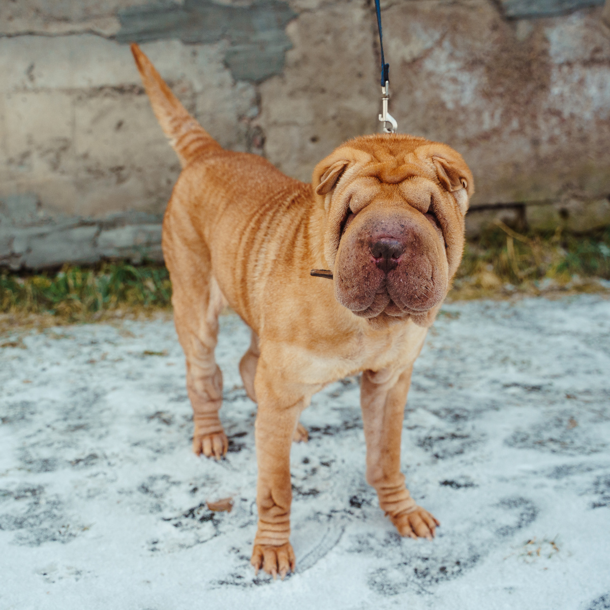 Шакура сейчас - это гордая, немного упрямая, но бесконечно очаровательная красавица.