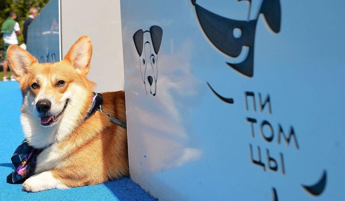     Питомцы. Источник: mos ru Автор фото: Пресс-служба Мэра и Правительства Москвы