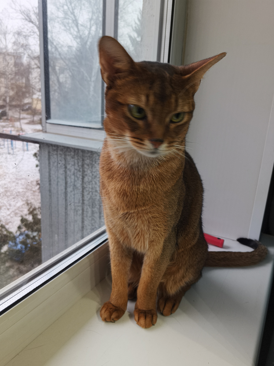 Утром Маврик еще не понимал, что у него др.