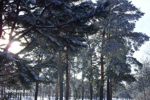    В Камышинском лесопитомнике