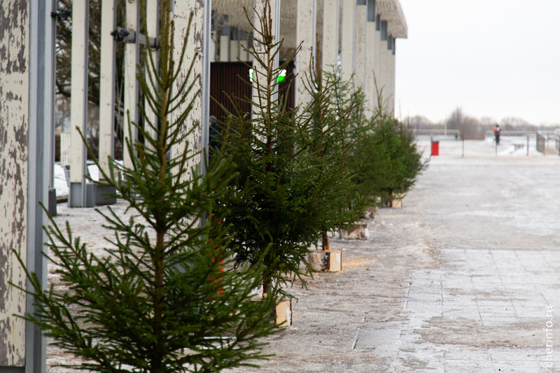    Новогодние деревья 19 декабря привезли на площадь Молодежи, где проходит городской фестиваль "Ёлки Русского Севера".