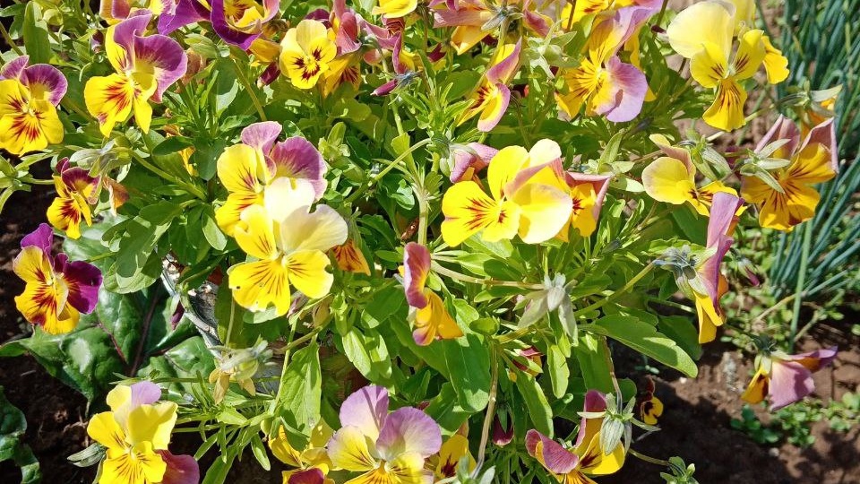 Та самая красавица виола ампельная из серии Кул Вейв