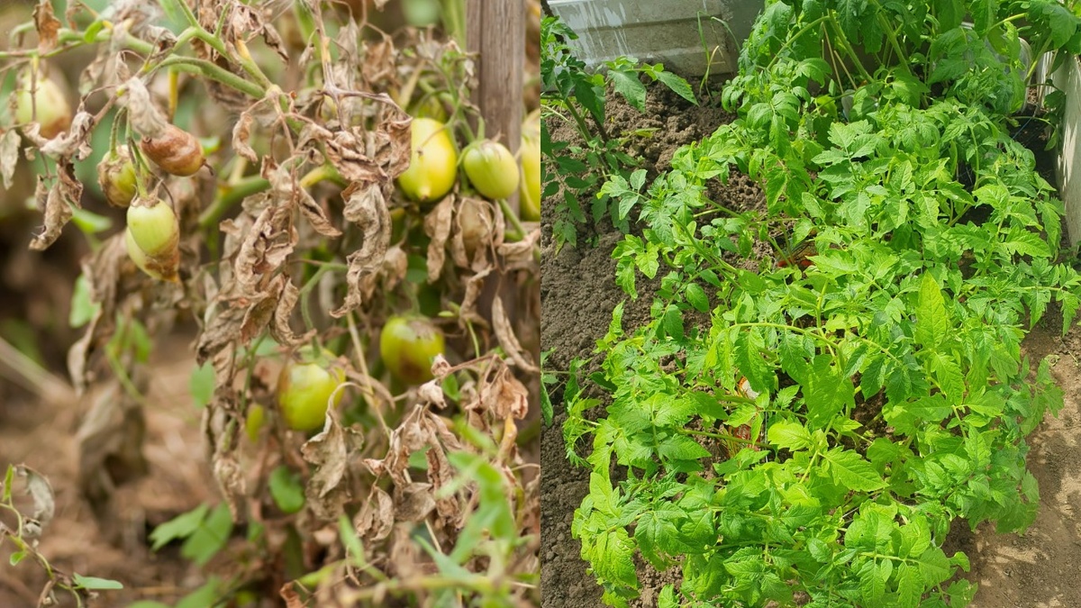 Результат капризных сортов против неприхотливых - разница очевидна