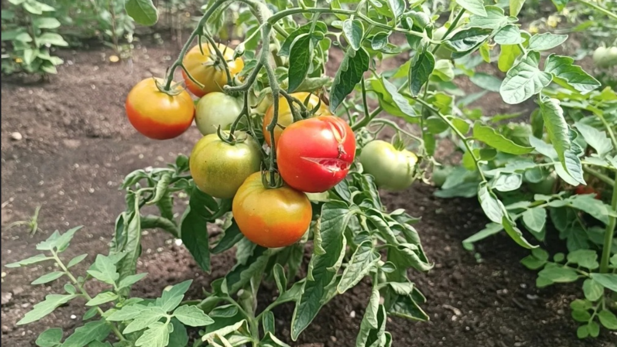 Детерминантные сорта - максимум отдачи при минимуме хлопот