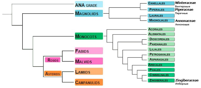 Рисунок 2. Группы Магнолииды (Magnoliids) и однодольные растения (Monocots).
