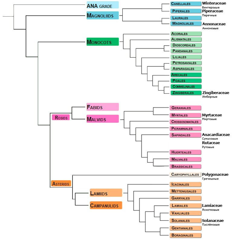Рисунок 1. Филогенетическое дерево, на котором отмечены перцы из разных такоснов. 