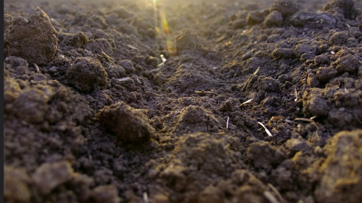 Та же земля через полтора года — из "бетона" превратилась в рыхлую почву