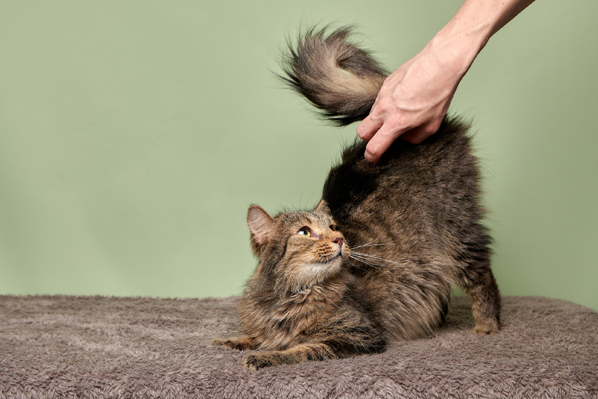 Однажды котик Гофман увидел падающую с неба звезду и загадал самое заветное свое желание: обрести дом и родных людей, которые будут о нем заботиться и любить.