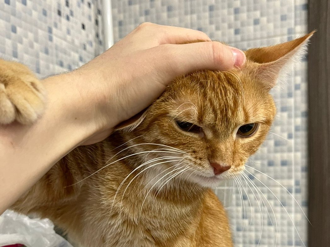 Кот моей подруги очень доходчиво может показать свое отношение ко всему и ко всем 😅