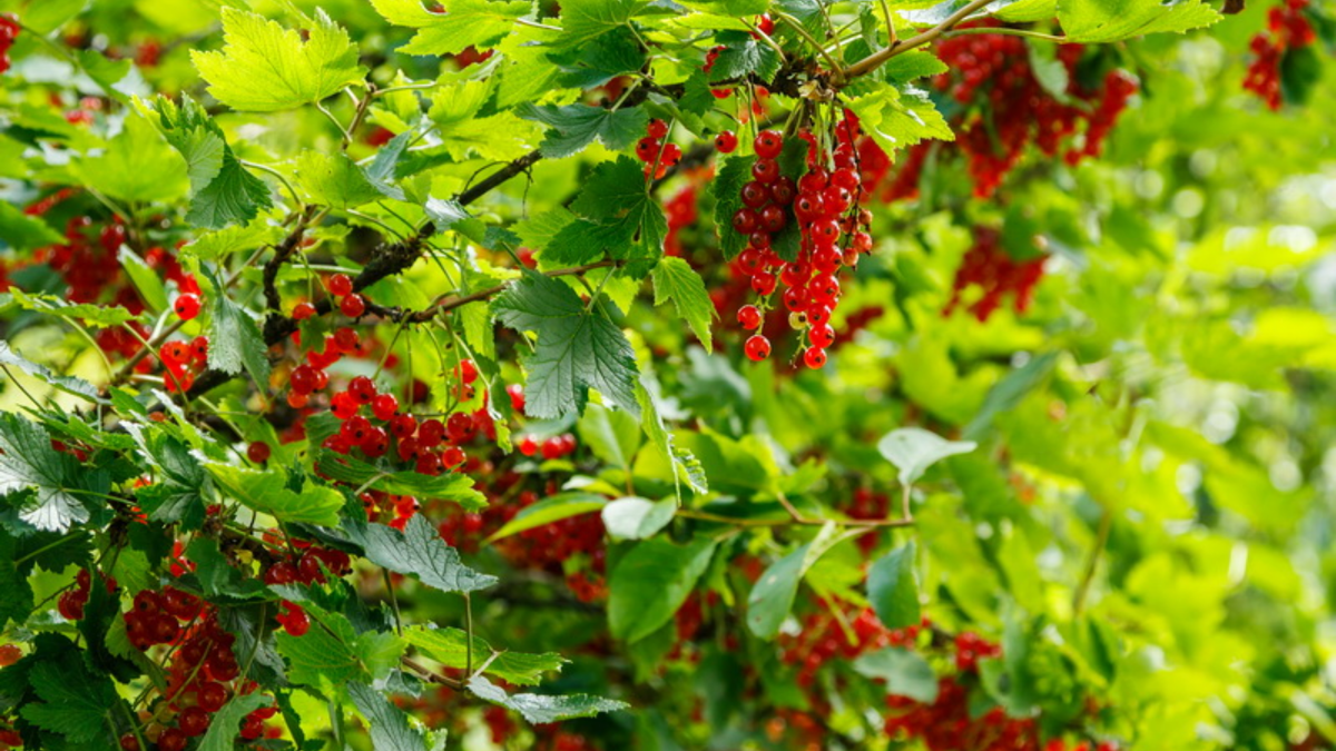 Мой сад через три года эксперимента - урожай с минимальными усилиями