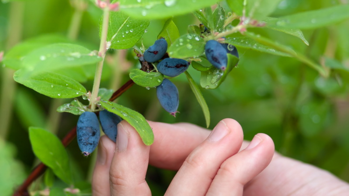 Жимолость - первые ягоды сезона без единой обработки