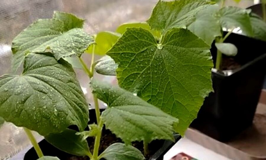 🥒 Паутинный клещ на домашних огурцах — как выиграть битву безопасно