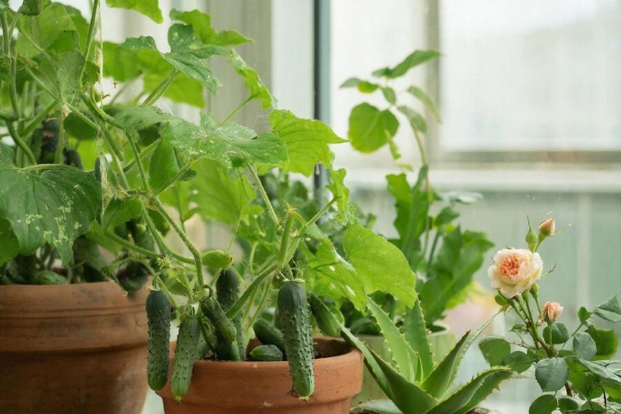 Первые признаки — множество мелких светлых точек (проколы) на верхней стороне листьев.