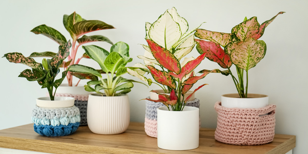 Аглаонема: 7 ключевых правил выращивания и размножения + неожиданные факты о растении